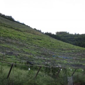 ココ・ファーム・ワイナリーのブドウ畑